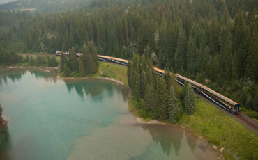 Sunflower in Virginia